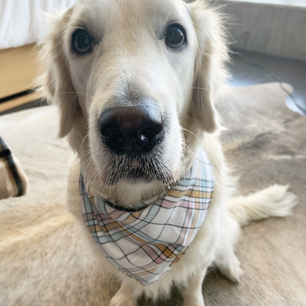 Plaid Dog Bandana